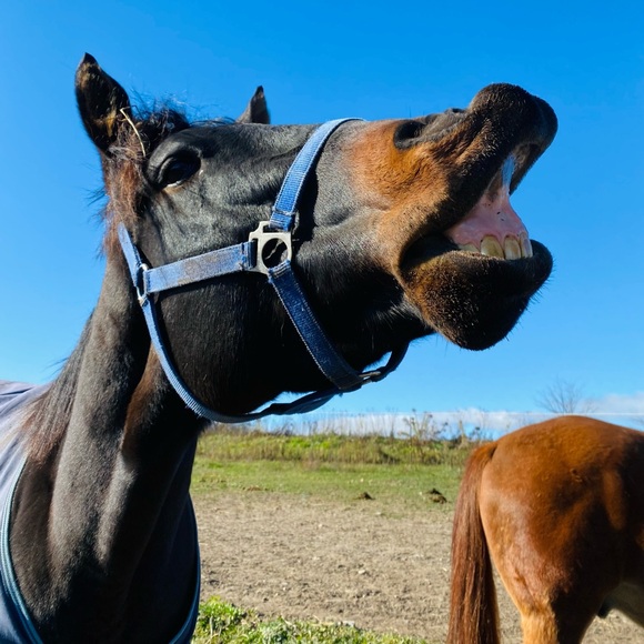 Meet your Posher, Danielle - Picture 1 of 1